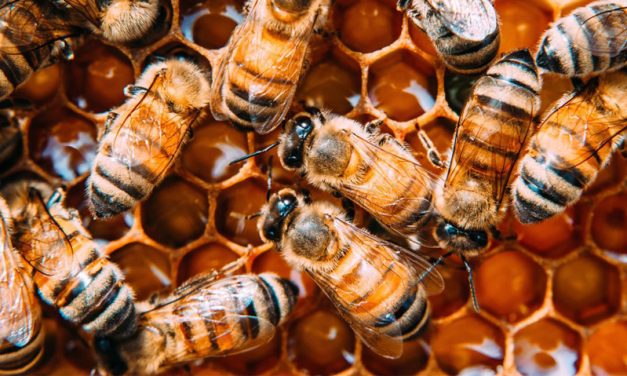 WHY SAVING THE BEES IS SO CRITICAL FOR BOTH PEOPLE AND PLANET