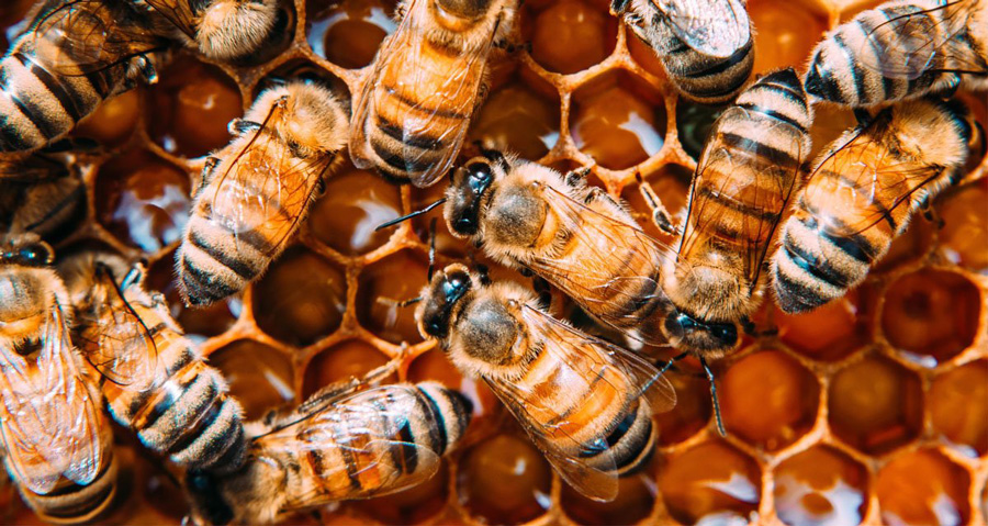 WHY SAVING THE BEES IS SO CRITICAL FOR BOTH PEOPLE AND PLANET